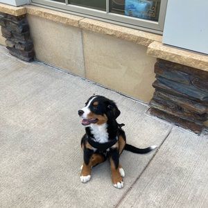 Meet your Posher, Lia